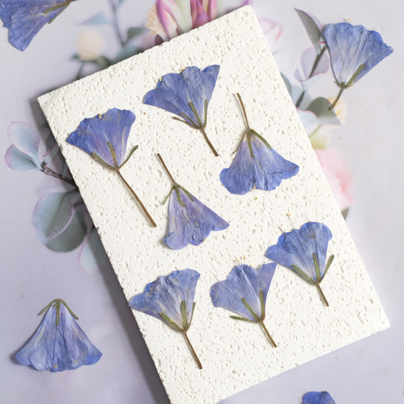 Beauty Makeup Bridal - 12 peças/3-5cm, Flor Seca Natural Bluebell
