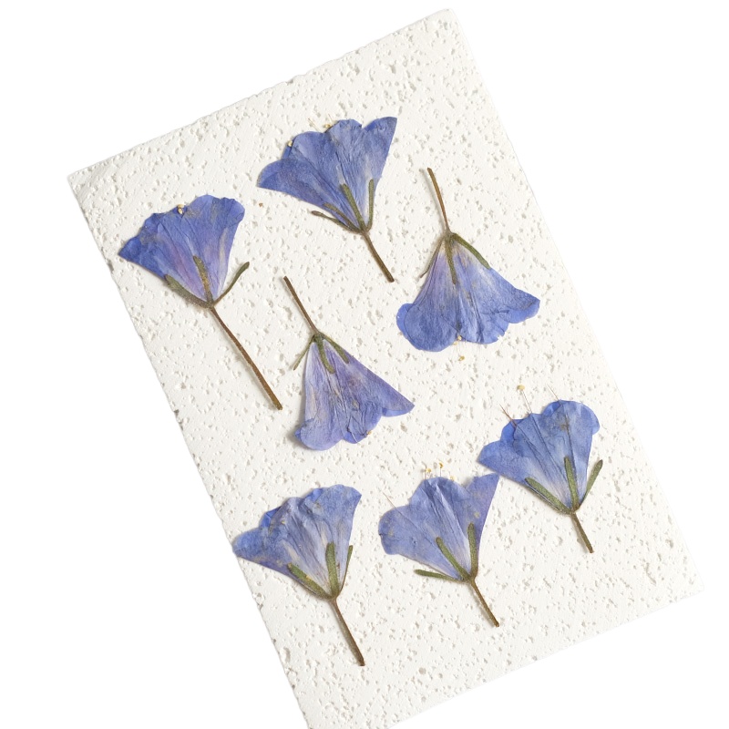 12 peças/3-5cm, Flor Seca Natu - Beauty Makeup Bridal avaliação e preço