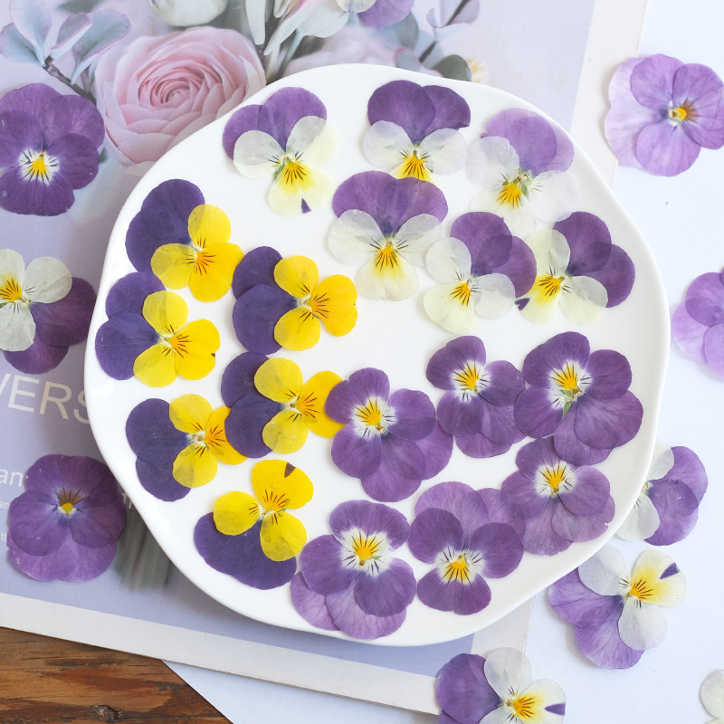 12pçs, natureza amor-perfeito  - Beauty Makeup Bridal avaliação e preço